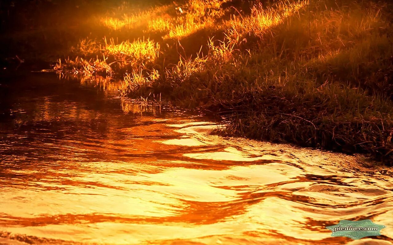 Золотая река слушать. Золотая река. Золотая река арт. Золотистая река. Фотография речка Золотая.