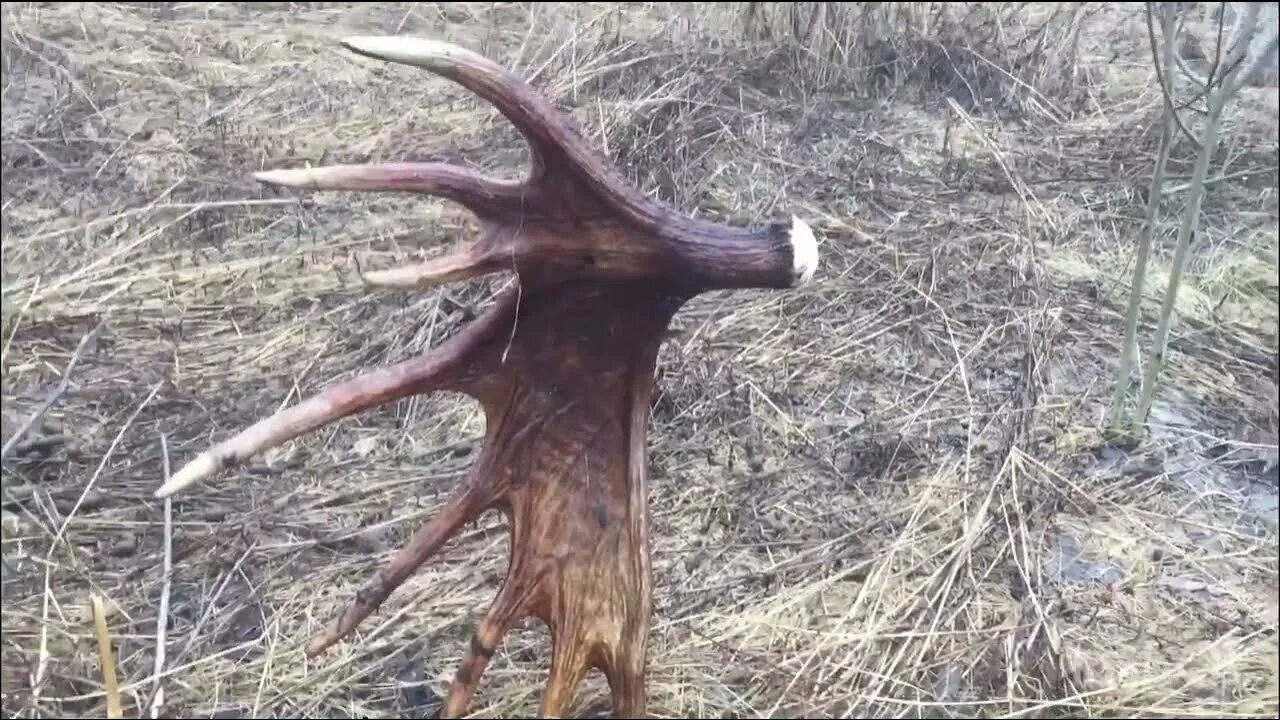 Рога лося. Рога трехлетнего лося. Фото лося с рогами. Рога лося видео