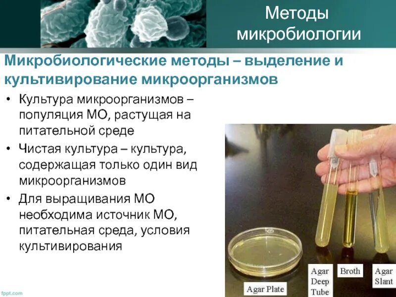 Культивирование микробиология. Методы культуры клеток. Цель культивирования микроорганизмов. Культивирование микроорганизмов. Метод культивирования бактерий.