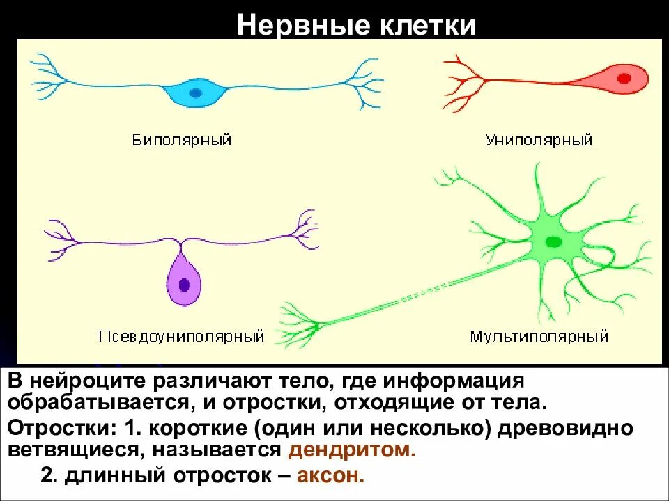 Короткие ветвящиеся отростки нервных клеток. Нервная клетка. Отросток нервной клетки. Отростки нейрона. Клеточные отростки нервные клетки.