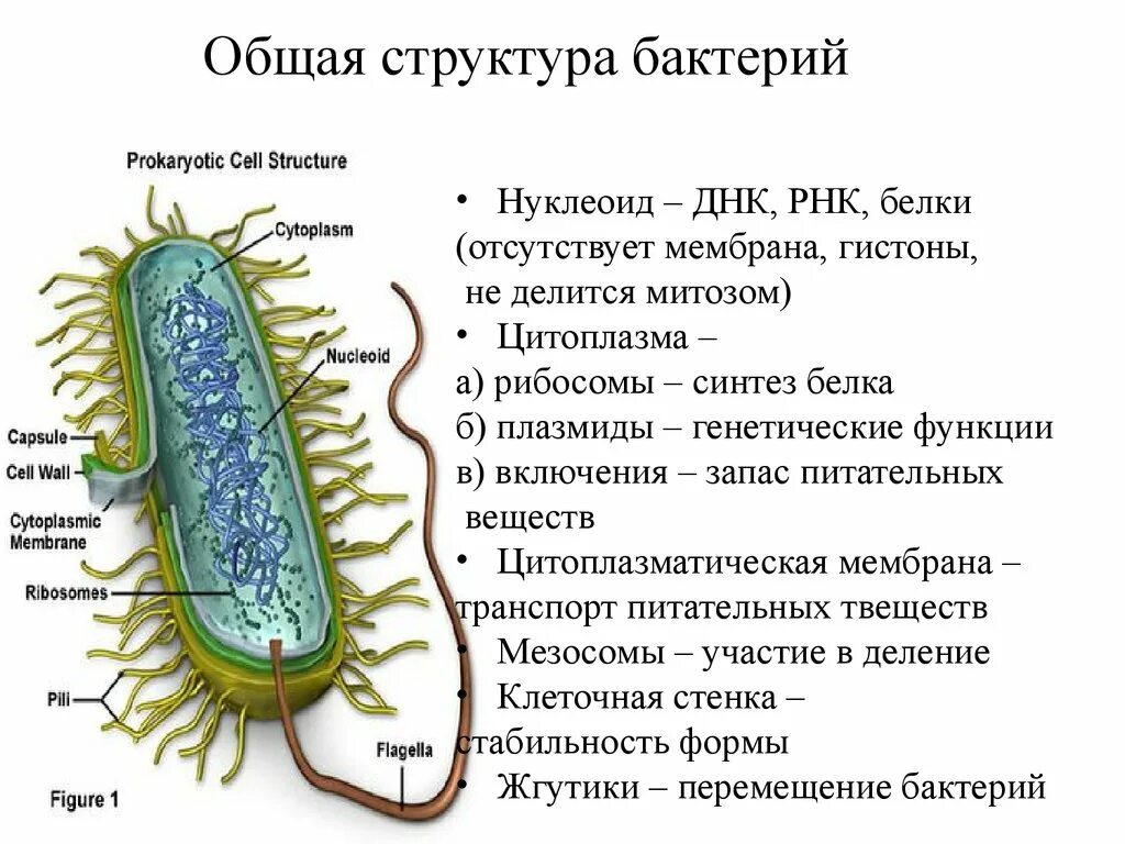 Бактерия строение функции. Нуклеоид бактерий функции. Нуклеоид бактерий микробиология. Нуклеоид бактерий состав. Строение и функции нуклеотида бактерий.