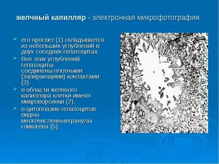 Желчные капилляры печени