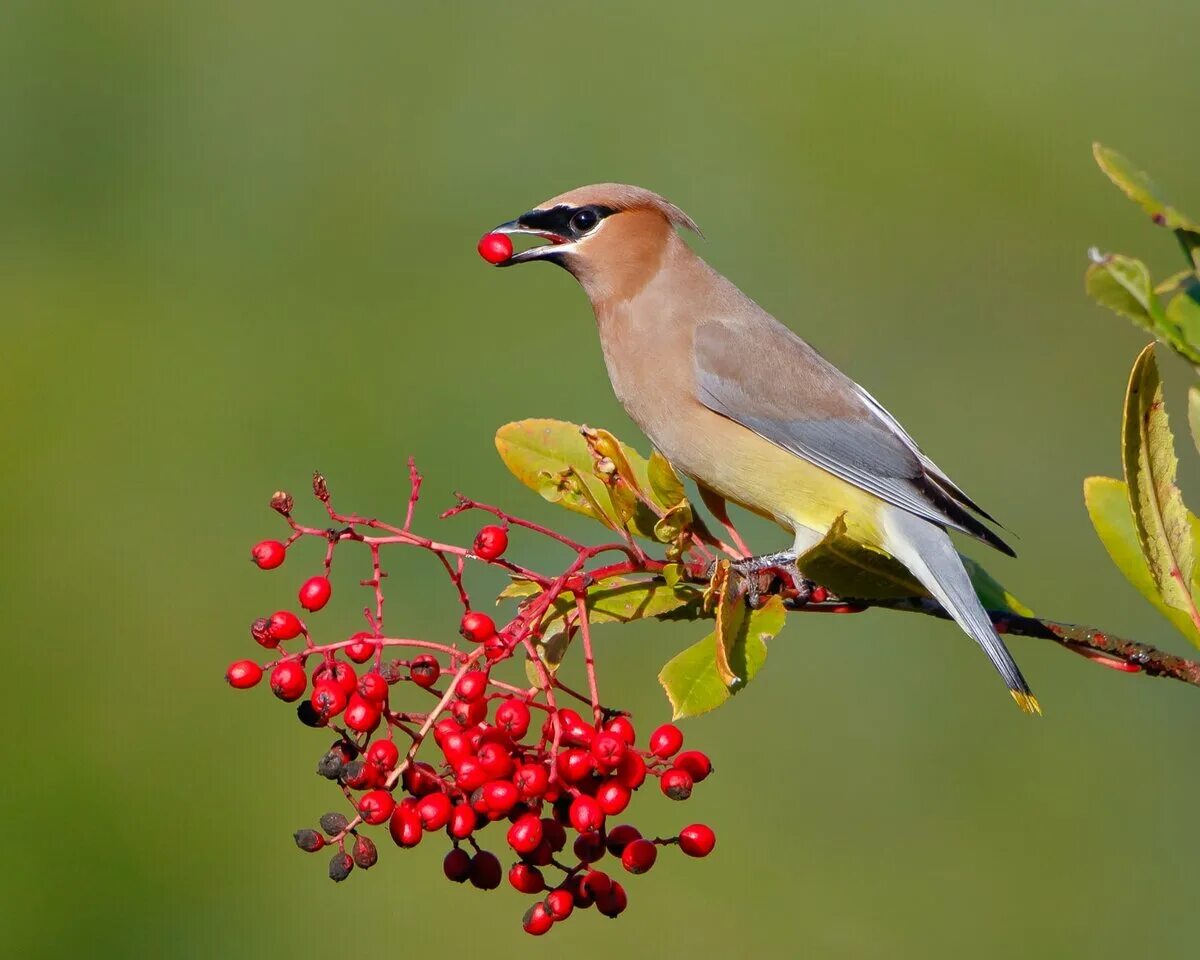 Свиристели летом. Кедровый свиристель. Кедровый свиристель Cedar Waxwing. Американский свиристель. Американский (Кедровый) свиристель.