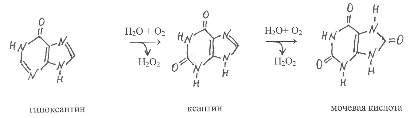 Превращение гипоксантина в ксантин. Гипоксантин, ксантин, мочевая кислота формулы. Гипоксантин ксантин мочевая кислота.