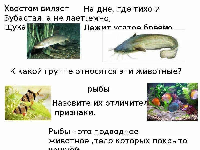 Загадки про рыб и птиц. Загадки про животных птиц и рыб. Загадки с картинками животных,рыб,насекомых. Насекомые рыбы птицы звери.