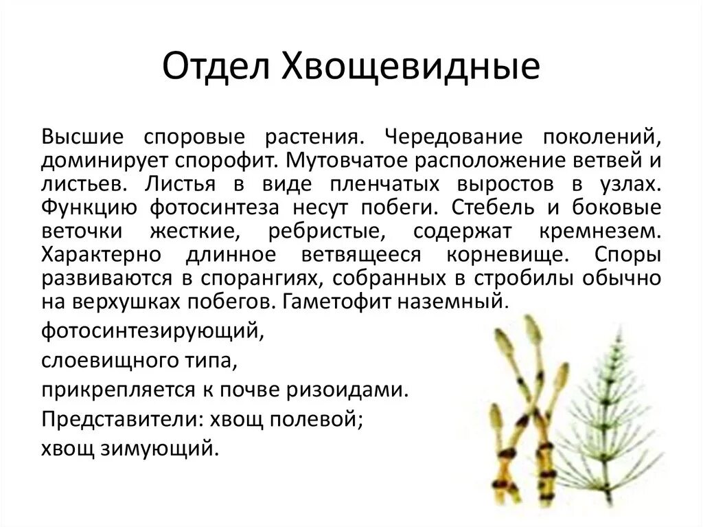 Тип споровые. Таблица отдел плауновидных и отдел Хвощевидные. Высшие споровое растения отделы Хвощевидные. Хвощи отдел Хвощевидные. Высшие споровые растения Хвощевидные характеристика.