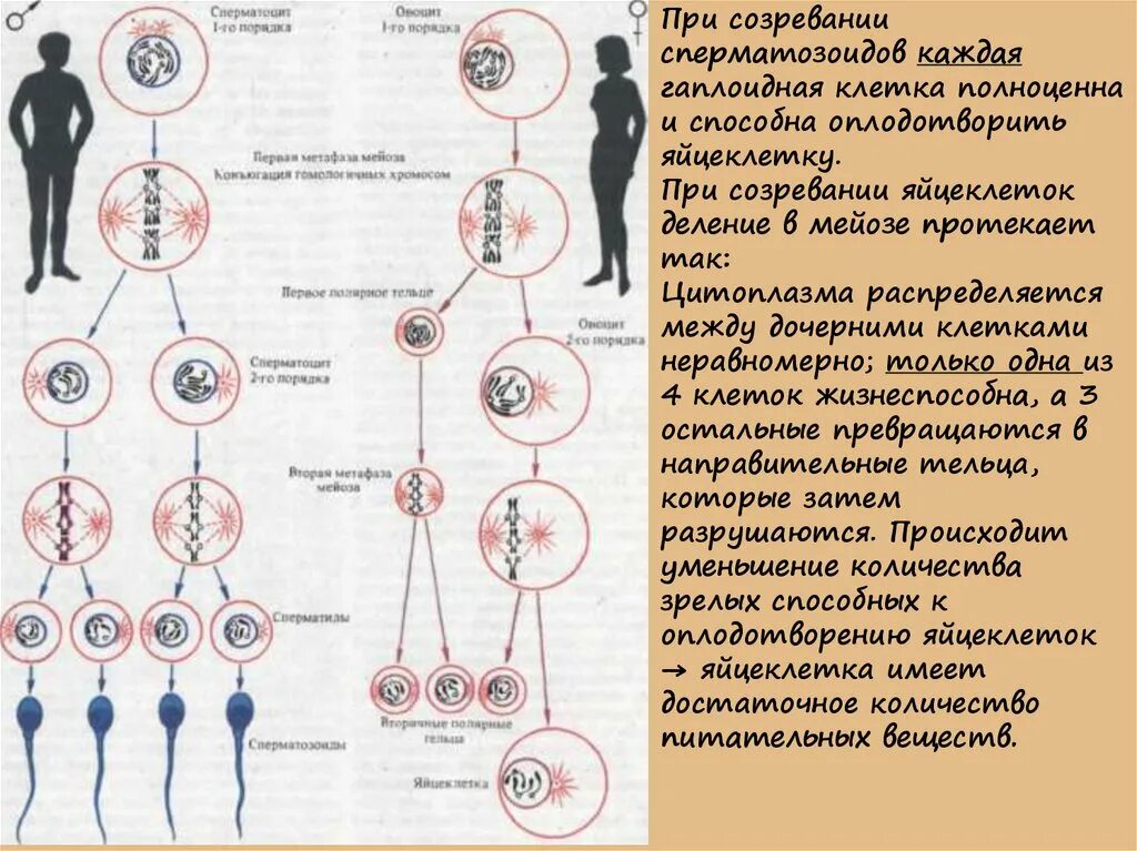 Схема развития сперматозоидов и яйцеклетки. Созревание сперматозоидов. Фазы развития сперматозоида. Формирование и созревание спермиев. Где происходит созревание яйцеклеток