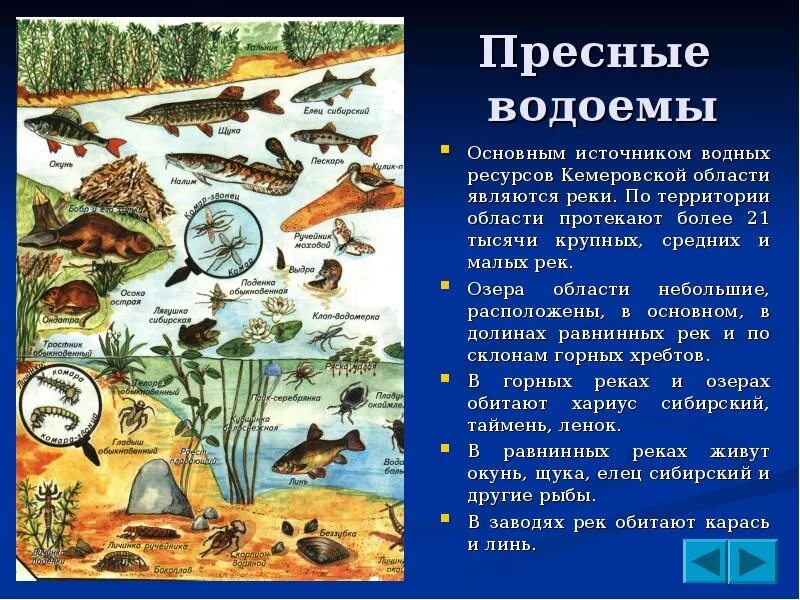 Природное сообщество водоем. Обитатели пресных водоемов. Растения и животные пресных водоемов. Обитатели пресных вод растения.