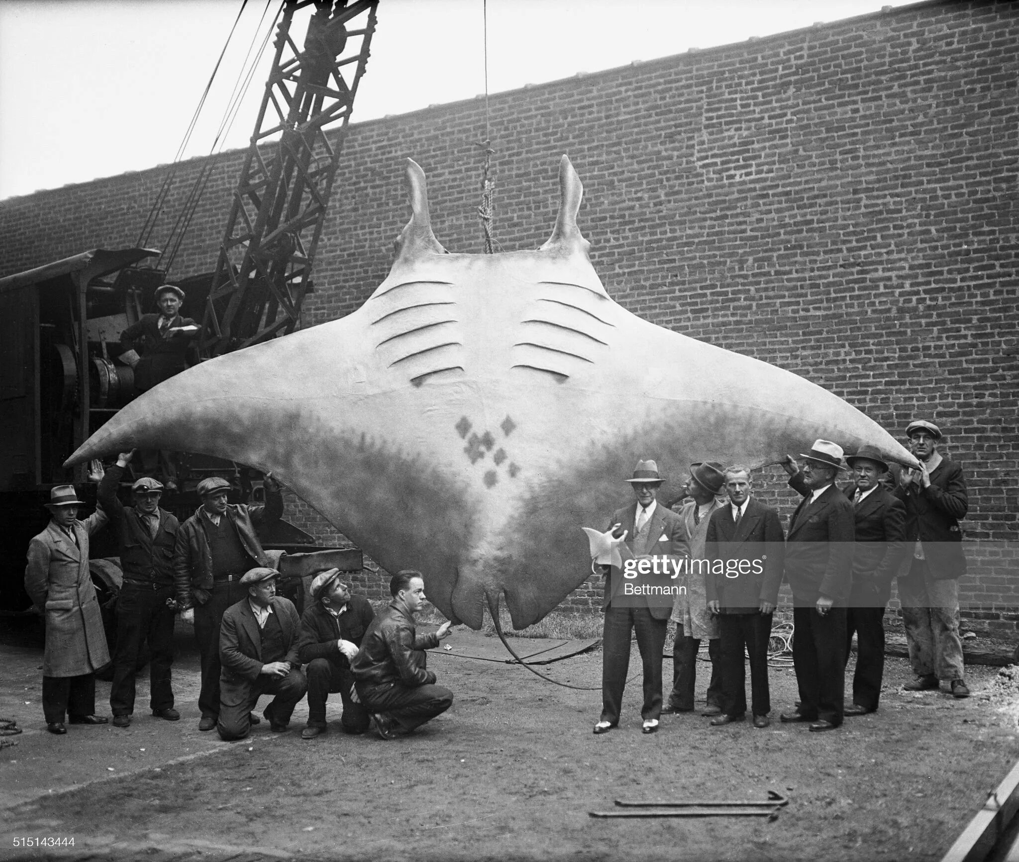 Самого большого ската. Гигантский скат хвостокол. Скат хвостокол тайланд. Гигантский скат хвостокол. Самый огромный скат в мире.