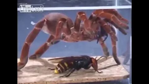 Кто сильнее богомол или шершень