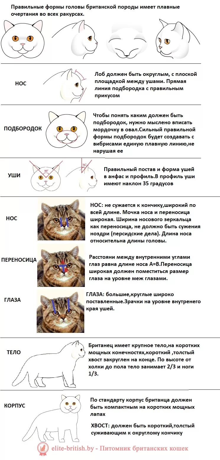 Вислоухий кот 1 год. Шотландская кошка стандарты породы. Шотландский кот стандарты породы вес. Стандарт породы кошек скоттиш фолд. Порода кошек scs.