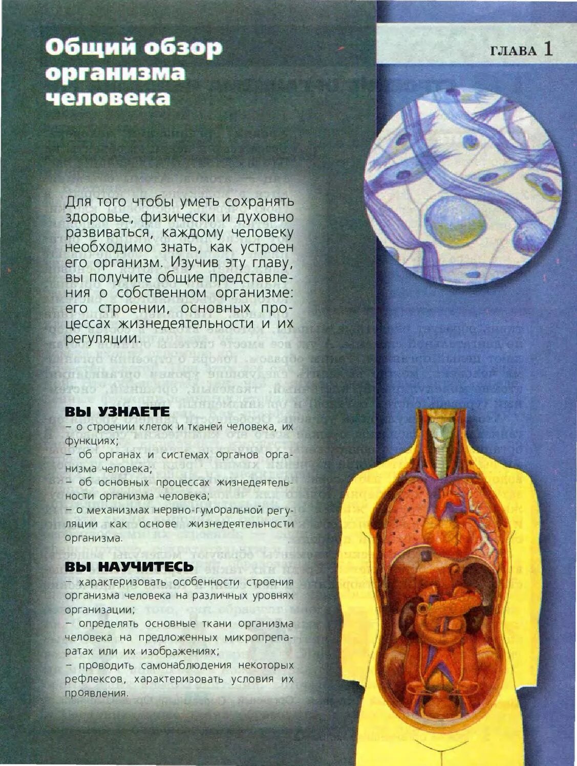 Анатомия человека пособия. Биология 8 класс анатомия человека. Анатомия 8 класс учебник Пасечник. Биология 8 класс тело человека учебник обложка. Пасечник биология человек 8 класс.