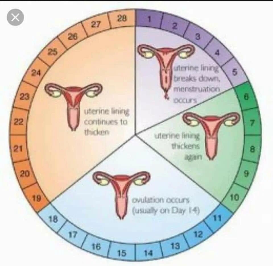 Менструальный цикл. Первый день менструационного цикла. Месячные циклы у женщин. Менструальный цикл фертильность. Забеременела вне овуляции