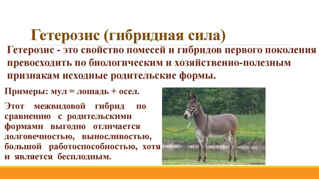 Презентация по теме "Селекция"
