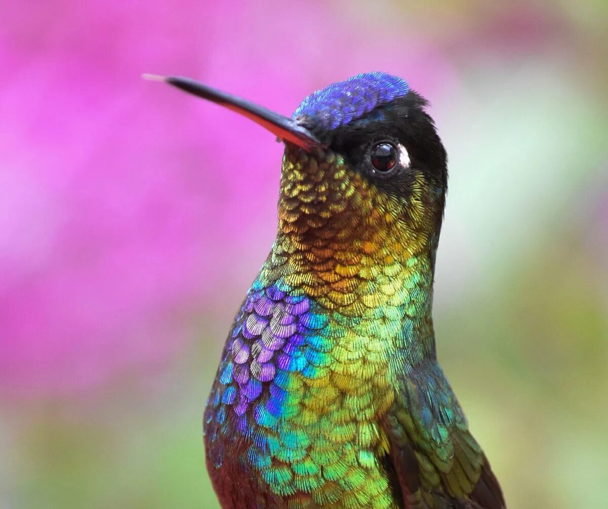 Nice birds. Hummingbird этимология. Gemini Hummingbird. Hummingbird игра. Hummingbird Art.