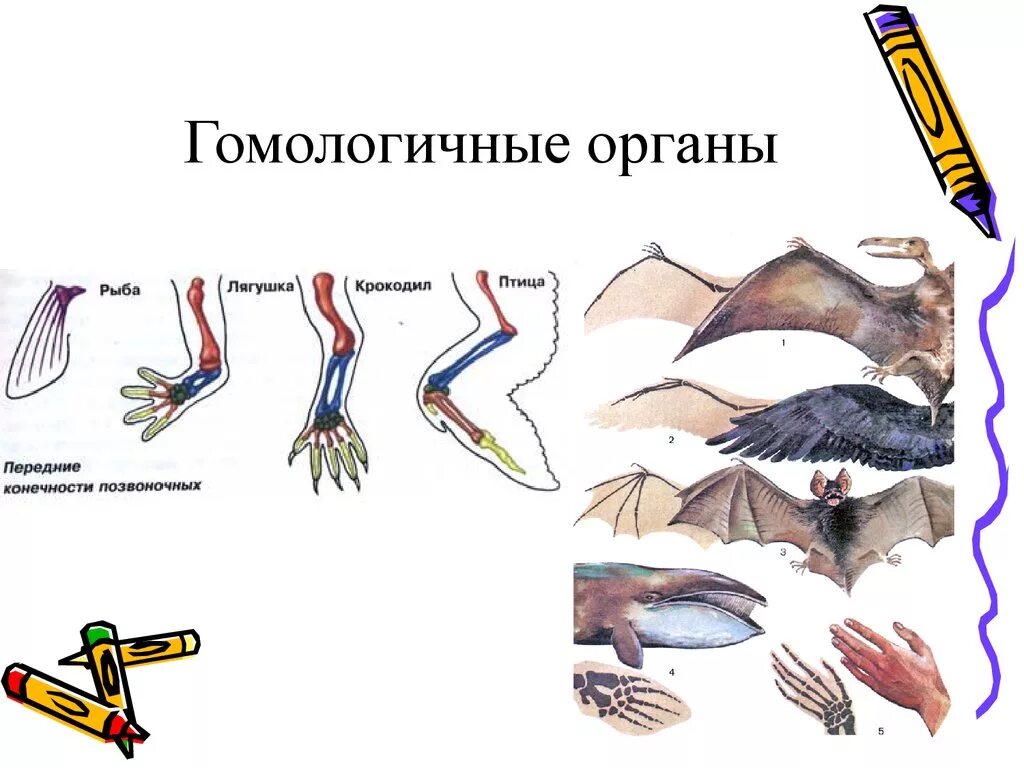 Дивергенция строение. Гомология конечностей позвоночных. Гомологичные органы это биология. Гомологичные органы – это органы. Гомологические и аналогичные органы.