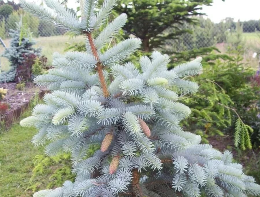 Ель колючая pungens. Ель Picea pungens. Picea pungens hoto. Ель колючая hoto. Ель Глаука Эдит.