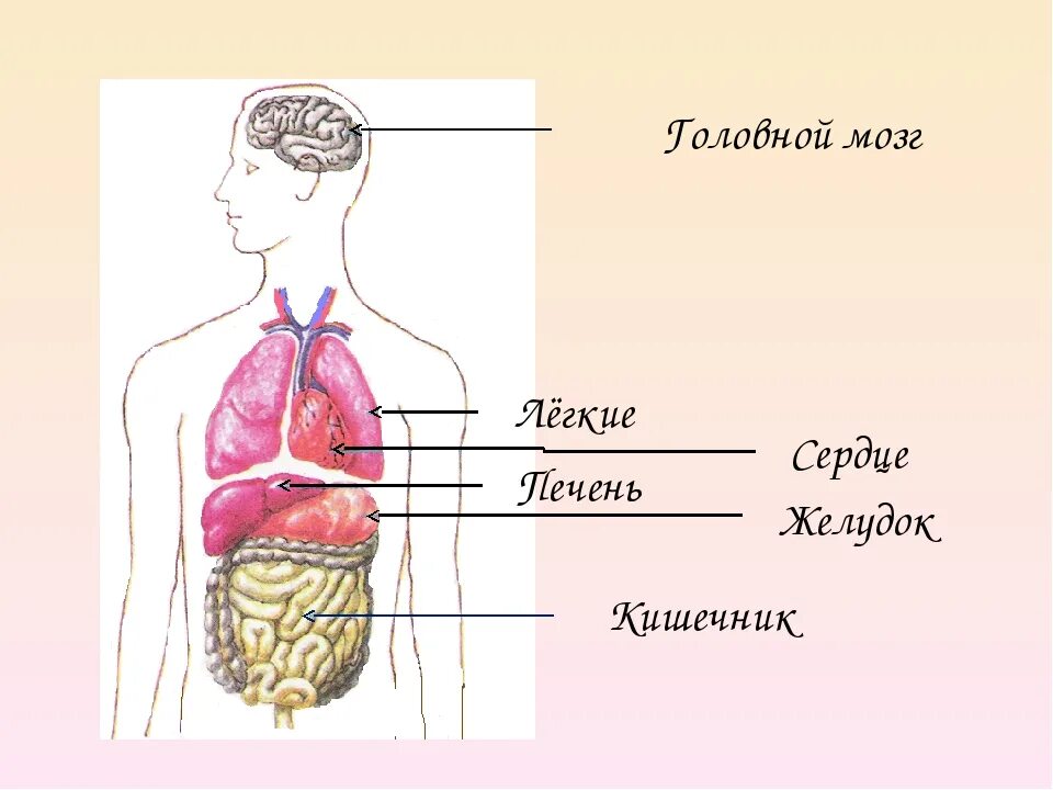 Строение органов человека. Модель аппликация внутренние органы человека. Строение тела человека. Макет тела человека с органами. Строение человека модель 2 класс