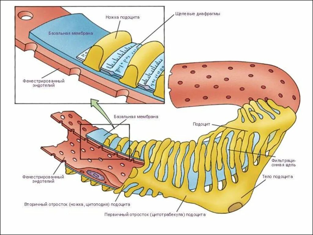 Базальная мембрана функции. Базальная мембрана фильтрационного барьера почки. Строение фильтрационного барьера. Строение базальной мембраны почки. Строение фильтрационного барьера почки.
