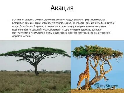 Сообщение о саванне