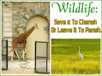 Wildlife перевод на русский