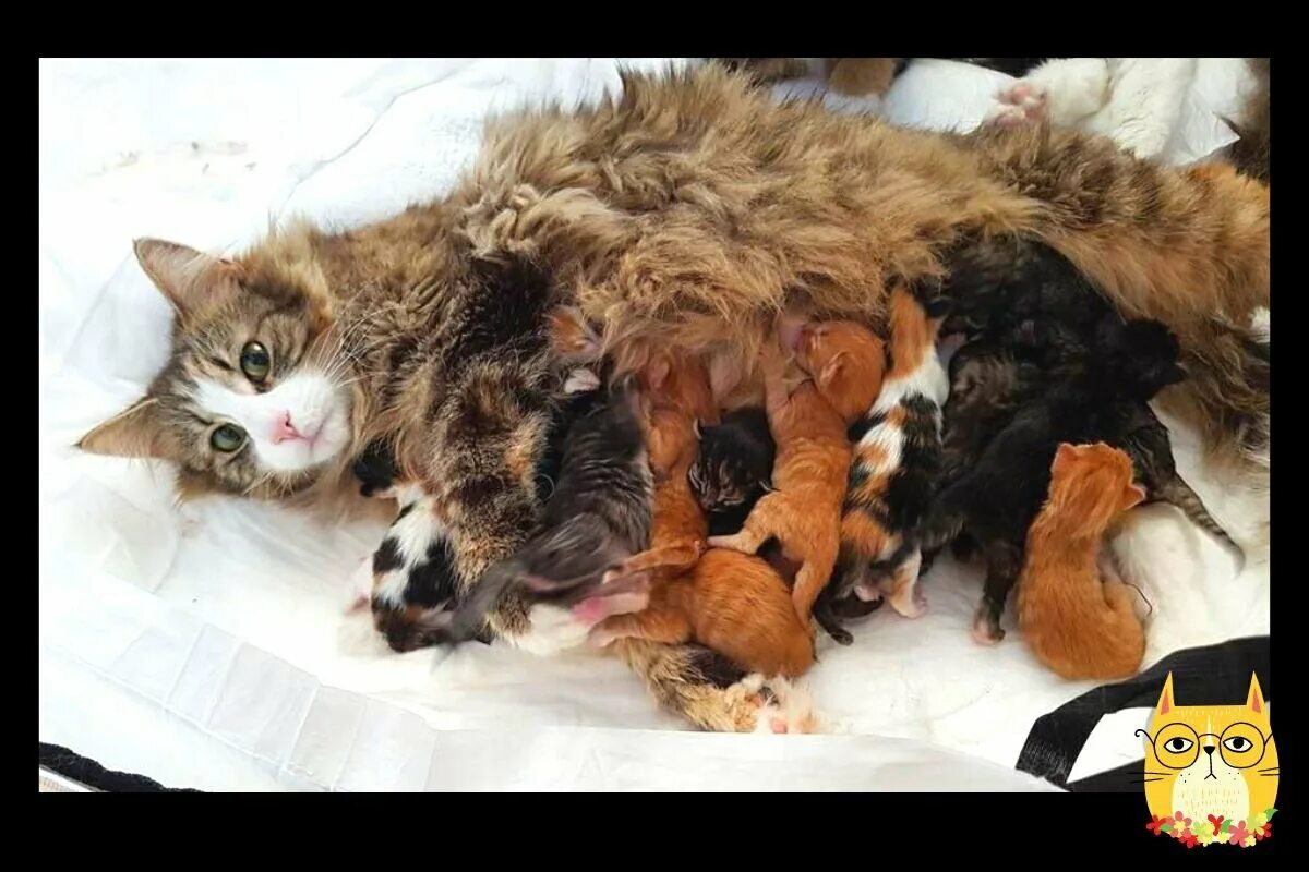 Мама кошка рожает котят. Кошка родила много котят 56. Самое большое количество рожденных котят за раз. Кошка рожает дома на ковре красивое фото. К чему снятся рождающиеся котята