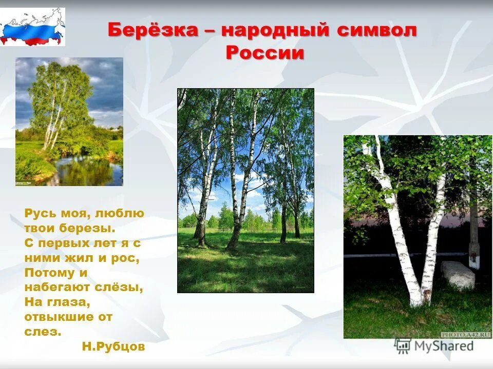 Народные символы России береза. Береза символ России. Береза символ Родины моей. Береза символ. Росла в волгограде березка текст