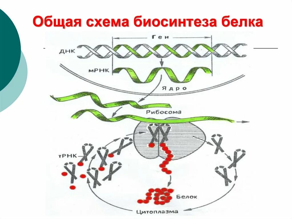 Этапы синтеза белка схема. Этапы биосинтеза белка схема. Процесс синтеза белка схема.