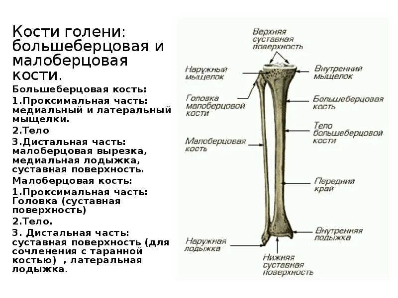 Находится берцовая кость. Кости голени малоберцовая кость. Большеберцовая и малоберцовая кости анатомия строение. Анатомия большеберцовой кости кости. Строение большеберцовой кости анатомия.