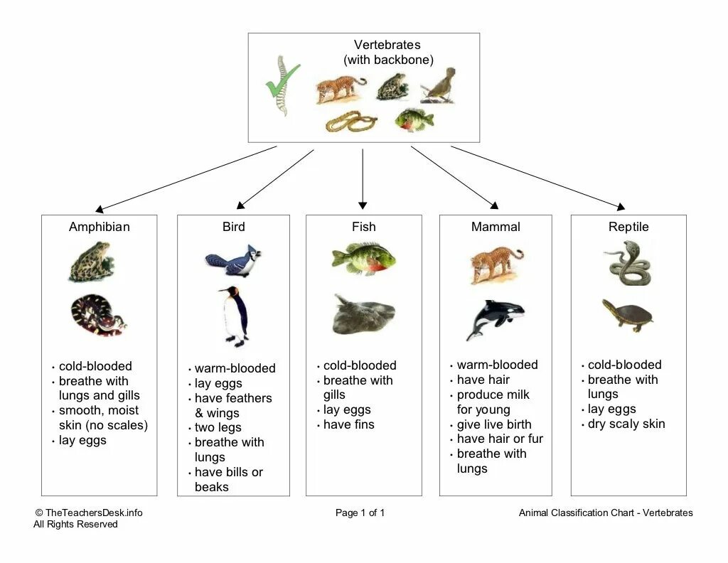 Reptiles mammals. Животные vertebrates. Classification of animals. Classification of mammals. Invertebrate classification.