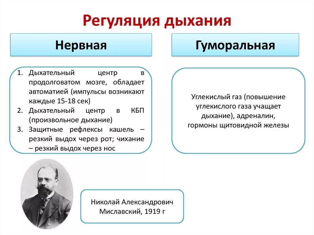 Система дыхания нервная гуморальная регуляция. Нервная регуляция дыхания схема. Компоненты нервной регуляции дыхания. Нервная и гуморальная регуляция дыхания 8 класс.