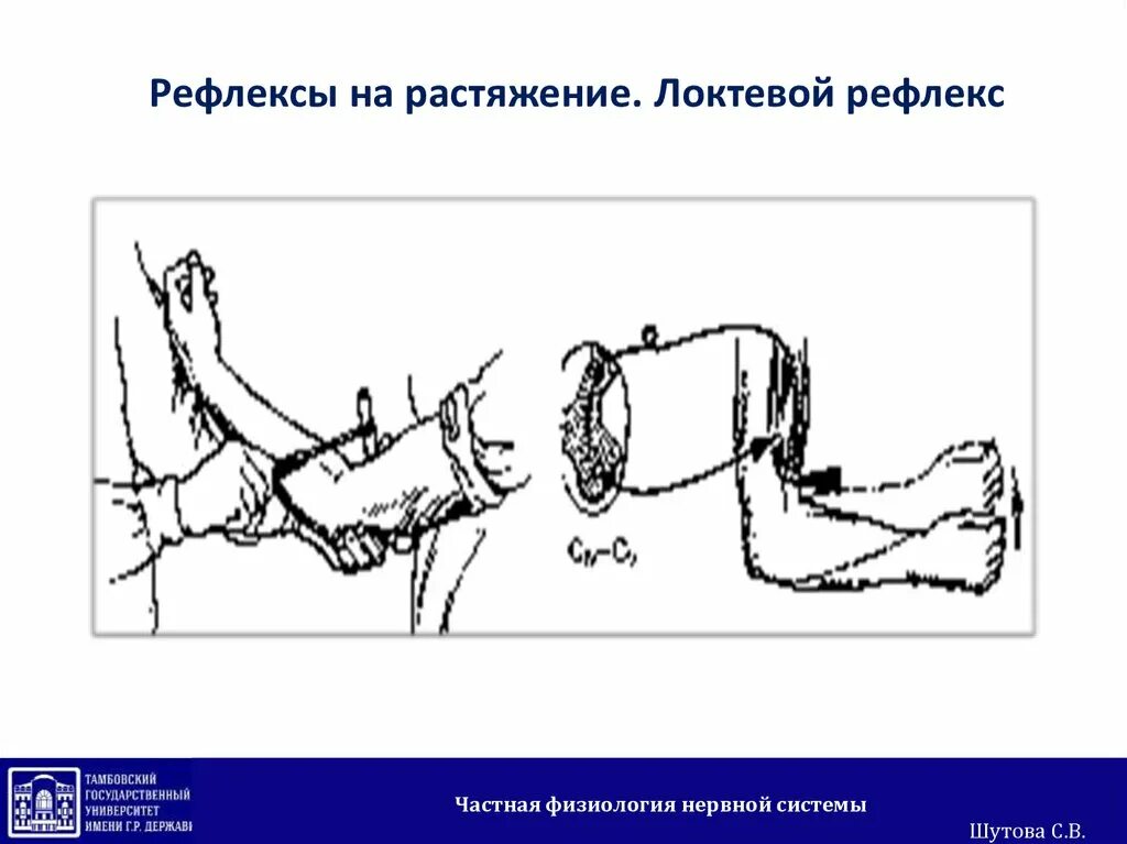 Рефлекс плеча. Сгибательный (локтевой) рефлекс предплечья. Схема дуги сгибательно-локтевой рефлекс,. Локтевой разгибательный рефлекс физиология. Сгибательно локтевой рефлекс замыкается.