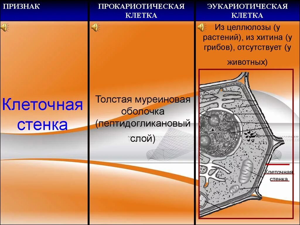 Муреиновая клеточная стенка. Клеточная стенка из целлюлозы. Клеточная стенка из хитина у растений. Клеточная стенка хитиновая и целлюлозная. Имеется клеточная стенка из хитина