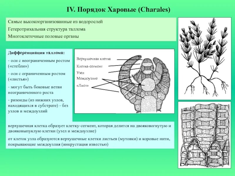 Какую функцию выполняют структуры таллома. Хара строение таллома. таллом хары строение. харовые водоросли строение.