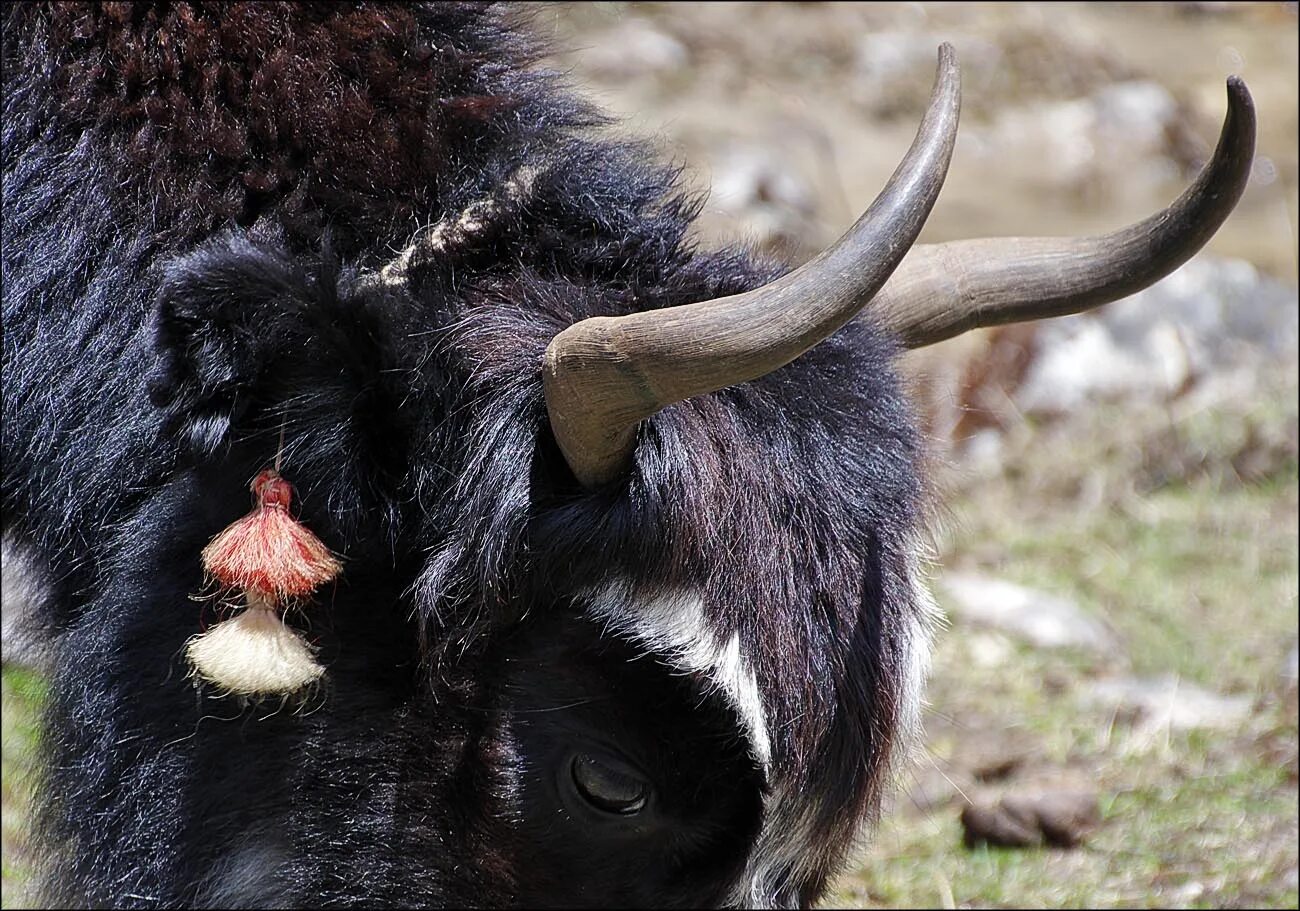 Коровьи рога. Рога крс. Рога крс. Рогатая корова. Рогатая корова.