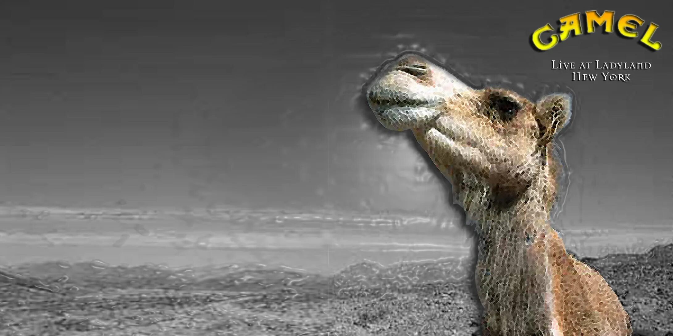 Camel live. Camel breathless album cover. camel breathless artwork. camel mirage 1974.