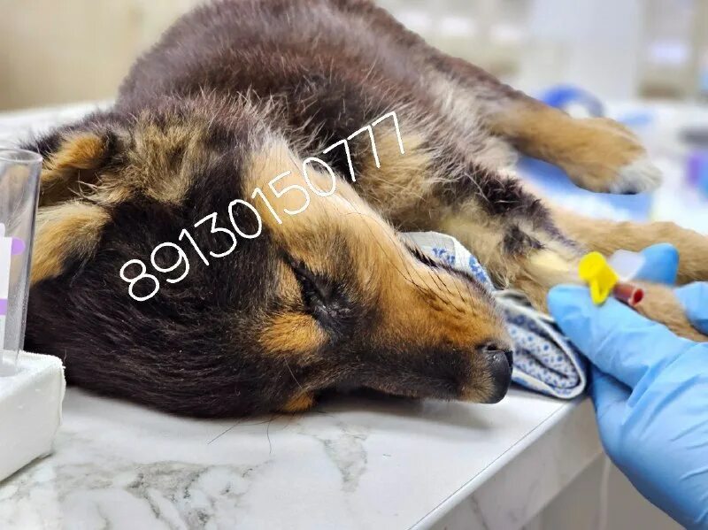 дари добро приют новосибирск