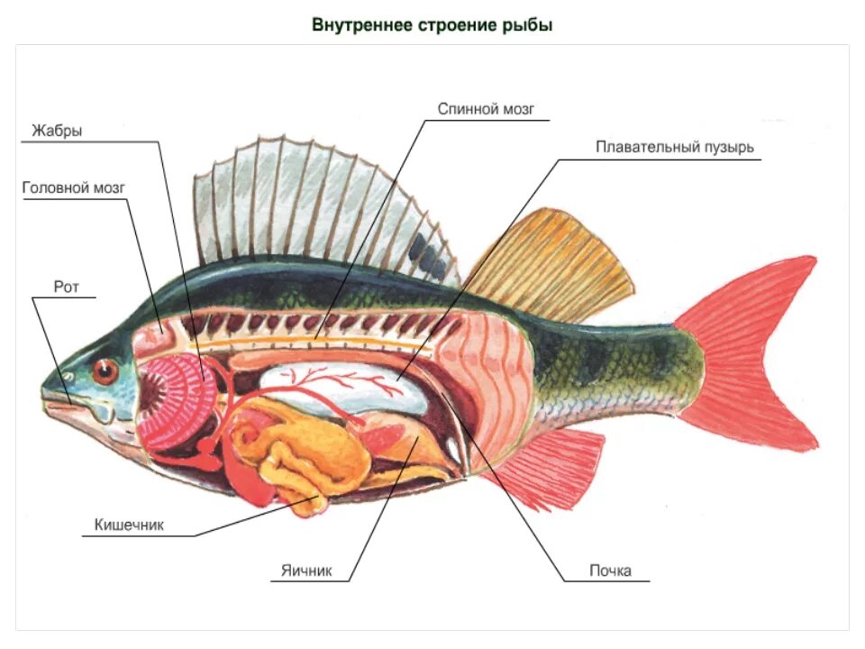 Рыба какой организм. Внутреннее строение костистой рыбы. Внутренне строение рыбы схема. Надкласс рыбы строение окуня. Схема внутреннего строения костистых рыб.