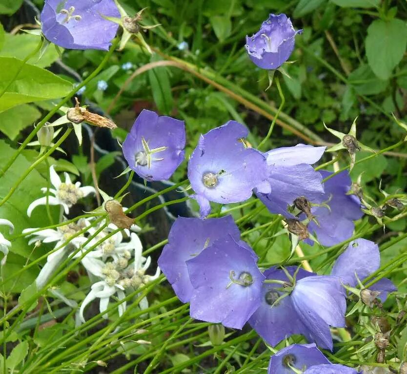 колокольчик круглолистный campanula rotundifolia. колокол лкз-146. антикварный колокольчик. рында колокол корабельный старые. колокольчик гарганский.