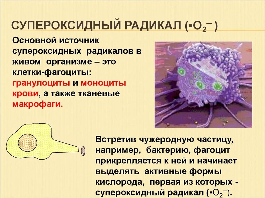 Супероксидный радикал. Супероксидным радикалом (o2-). Фагоциты выделение активных форм кислорода. Макрофаг с частицами крови, как называется.