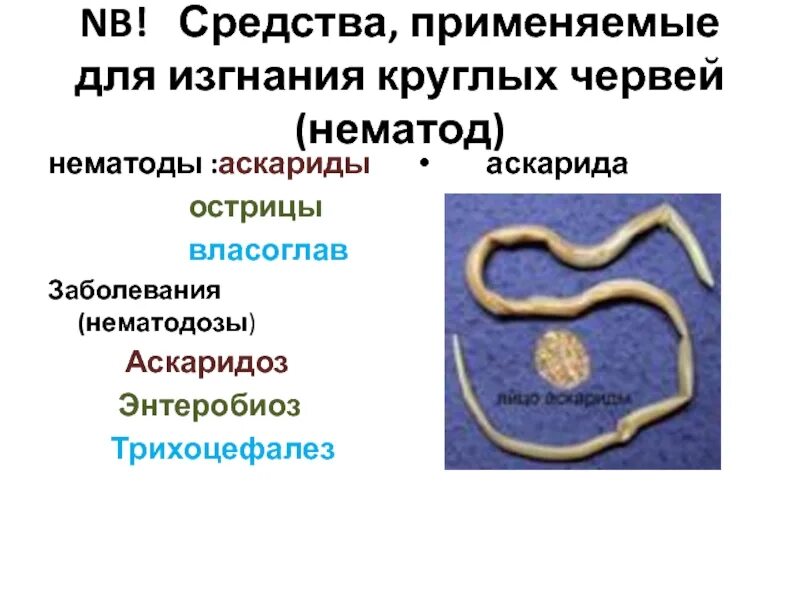 Какой вред могут причинять взрослые аскариды организму. Власоглав круглые черви.