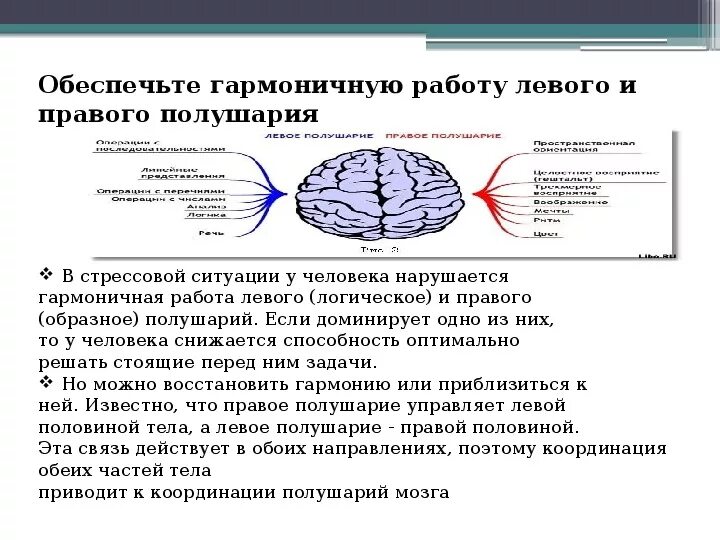 Правое полушарие доминирует