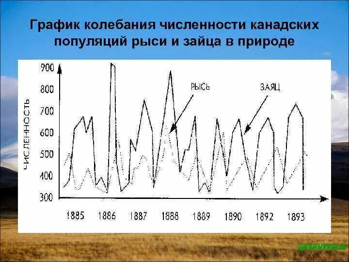 На графиках продемонстрированы изменения численности жертвы зайцев. График колебания численности популяции. Сезонные колебания численности. Колебания численности особей в популяции. Колебания численности в биологии.