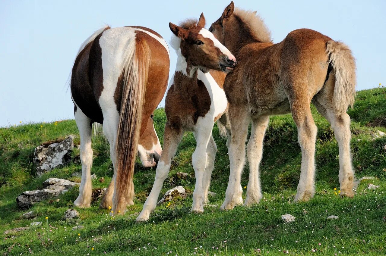 Horse family. Семья лошадей. Домашние животные лошадь с жеребенком. Семейка лошадей. Дикий лошади и жеребята.