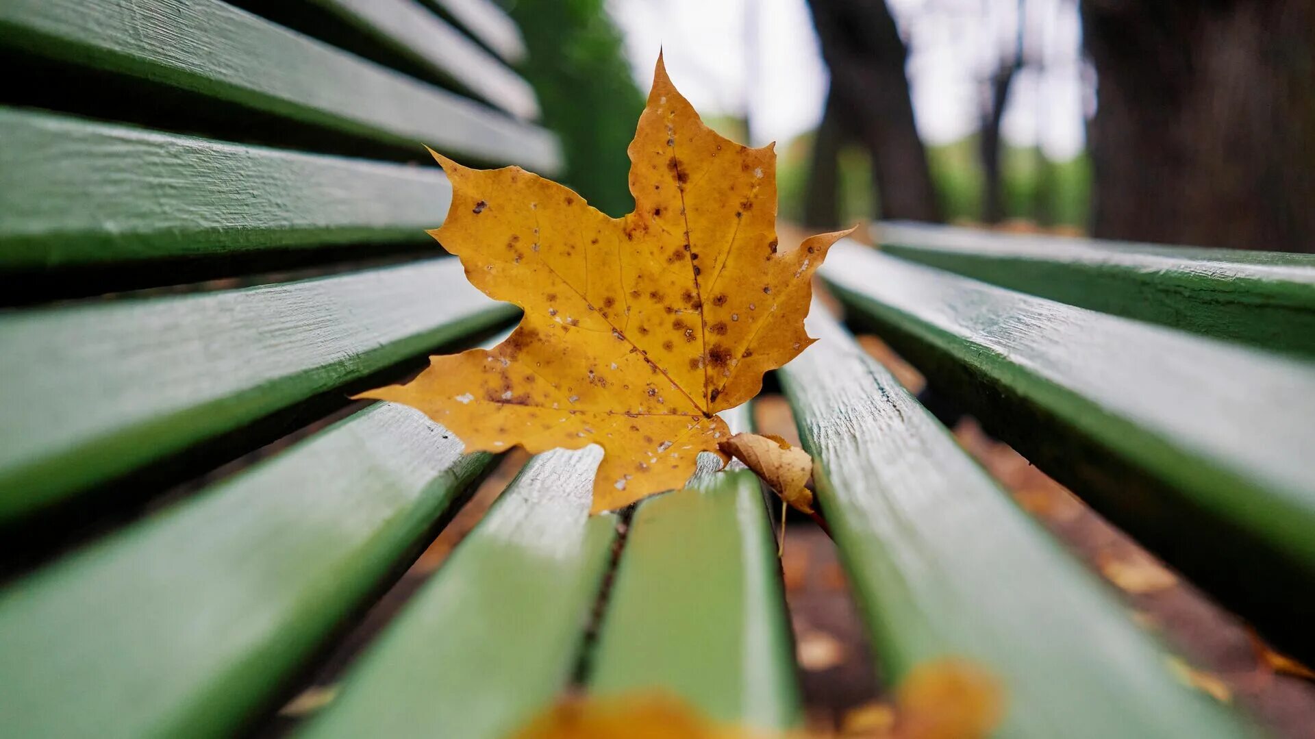 Наступает конец сентября. Кленовый лист на скамейке. Осень листопад. Кленовые листья на лавочке. Осенний лист на дождливом окне.