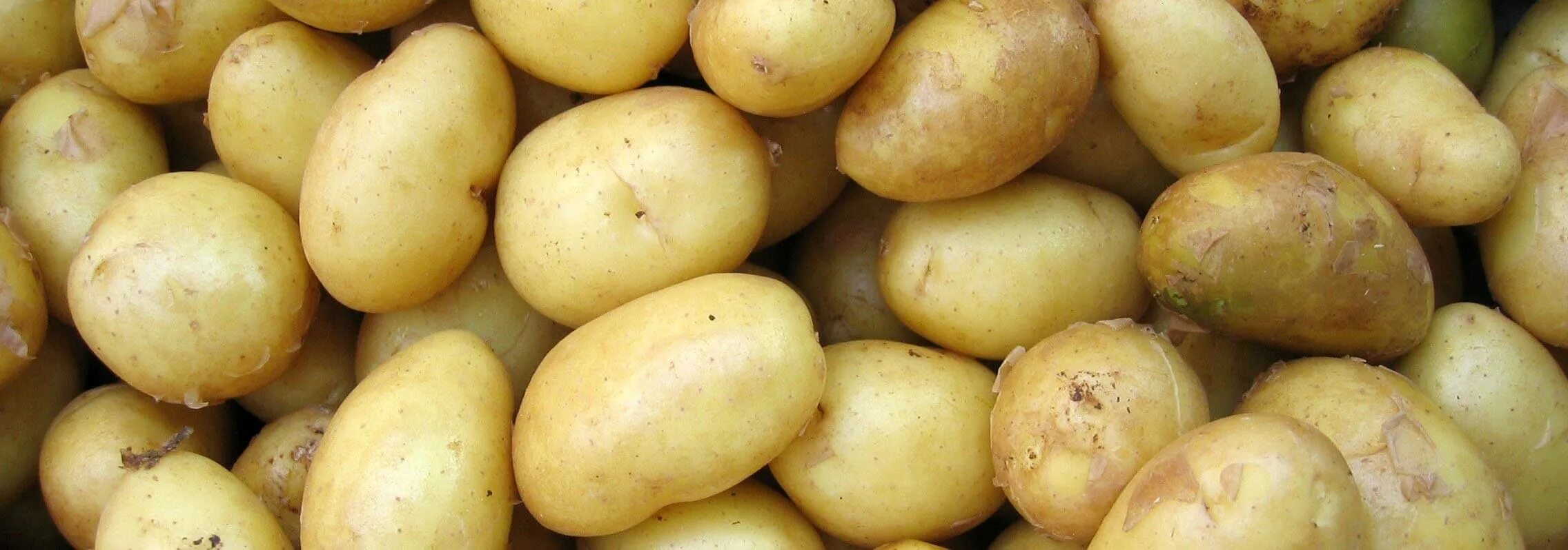 Пароли картофель характеристика. Сорт картофеля Венета. Картофель семенной Джелли. Сорт картофеля Адретта. Сорт Гретта картофель.