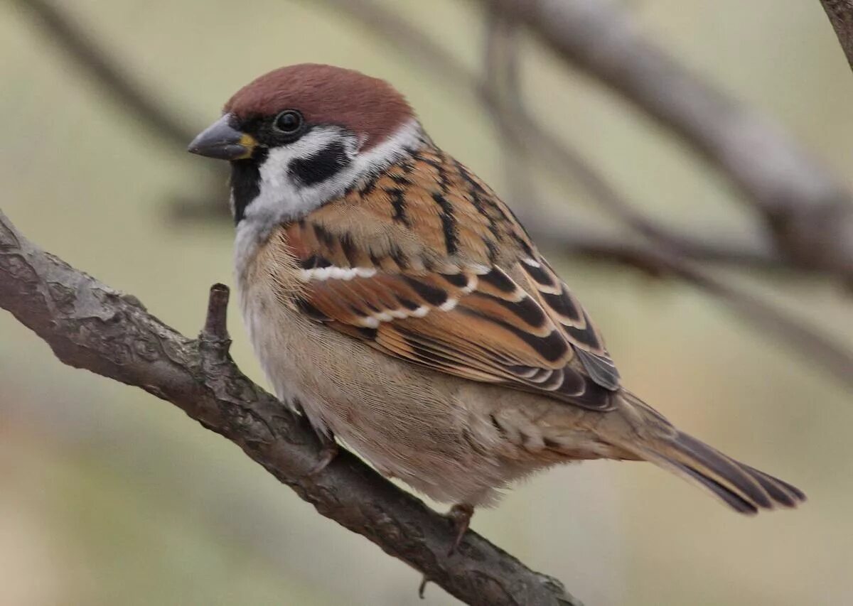 Воробей пернатый. Полевой Воробей (passer montanus). Полевой деревенский Воробей. Красноголовый Воробей. Домовый Воробей воробьиные.