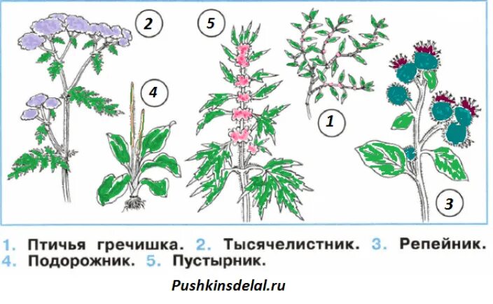 Как выглядит птичья гречишка тысячелистник. Птичья гречишка тысячелистник репейник подорожник пустырник. птичья гречишка тысячелистник репейник подорожник. птичья гречишка тысячелистник пустырник. растения птичья гречишка тысячелистник пустырник.