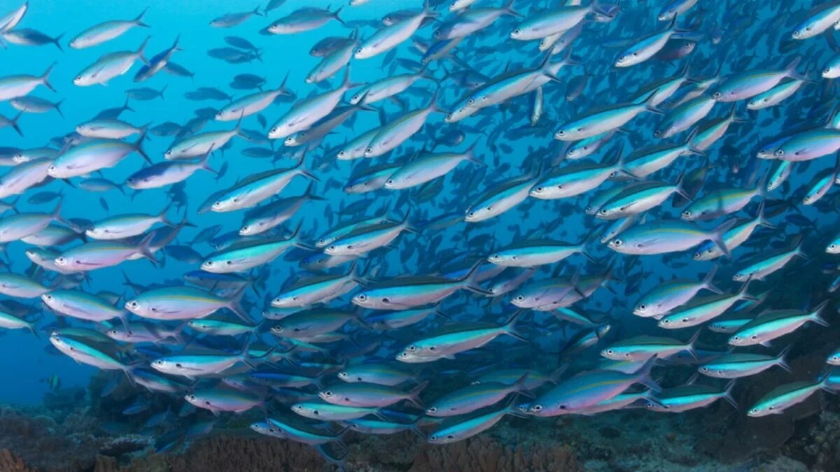 Сальпа рыба. Крылатка рыба египет шарм-эль-шейх. Баренцево море рыба треска. Есть ли в море рыбы. Рыба спинорог красное море.