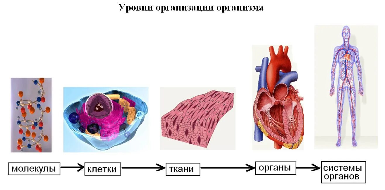 Клетка уровни организации организма человека. Ткани органы и системы органов. Клетка ткань орган. Клетки и ткани организма. Уровни организации организма клеточный